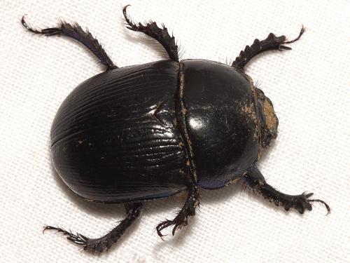 Réf. 253 342 : Geotrupes mutator
